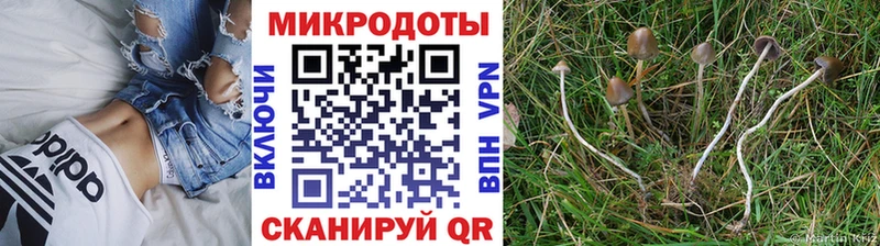 закладка  Черногорск  Псилоцибиновые грибы мицелий 